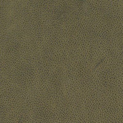 OLIVE TREE 355
