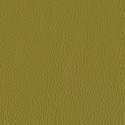 AVOCADO 1646